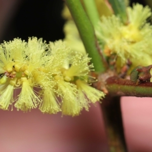 Sextius virescens at Acton, ACT - 25 Sep 2022 10:38 AM