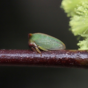 Sextius virescens at Acton, ACT - 25 Sep 2022 10:38 AM