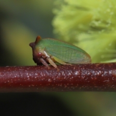 Sextius virescens at Acton, ACT - 25 Sep 2022