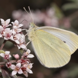 Pieris rapae at Acton, ACT - 25 Sep 2022 11:13 AM