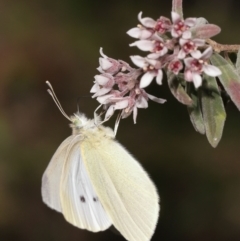 Pieris rapae at Acton, ACT - 25 Sep 2022