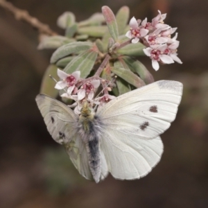 Pieris rapae at Acton, ACT - 25 Sep 2022