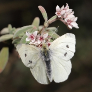 Pieris rapae at Acton, ACT - 25 Sep 2022