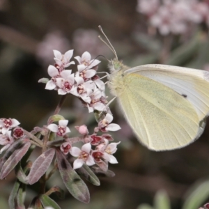 Pieris rapae at Acton, ACT - 25 Sep 2022 11:13 AM