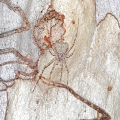 Tamopsis sp. (genus) at Acton, ACT - 25 Sep 2022