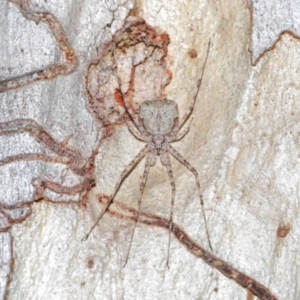 Tamopsis sp. (genus) at Acton, ACT - suppressed