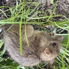 Rattus rattus (Black Rat) at Florey, ACT - 25 Sep 2022 by Cbayard