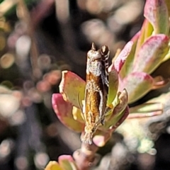Ancylis (genus) (A Tortricid moth) at Dry Plain, NSW - 25 Sep 2022 by trevorpreston