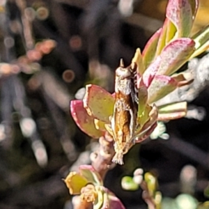 Ancylis (genus) at Dry Plain, NSW - 25 Sep 2022