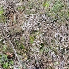 Cryptandra amara at Dry Plain, NSW - 25 Sep 2022