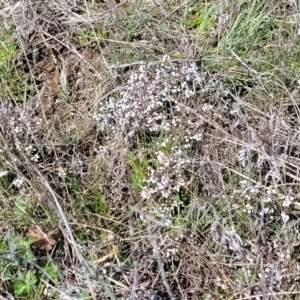 Cryptandra amara at Dry Plain, NSW - 25 Sep 2022