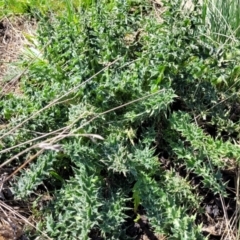 Carduus nutans (Nodding Thistle) at Top Hut TSR - 25 Sep 2022 by trevorpreston