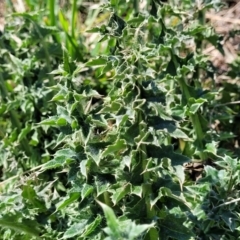 Carduus nutans at Dry Plain, NSW - 25 Sep 2022