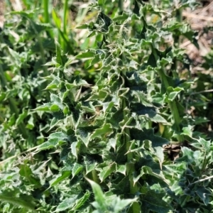 Carduus nutans at Dry Plain, NSW - 25 Sep 2022