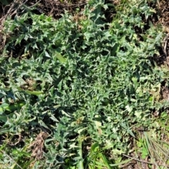 Carduus nutans at Dry Plain, NSW - 25 Sep 2022