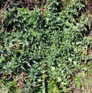 Carduus nutans at Dry Plain, NSW - 25 Sep 2022 11:37 AM