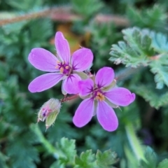 Erodium cicutarium (Common Storksbill, Common Crowfoot) at Top Hut TSR - 25 Sep 2022 by trevorpreston