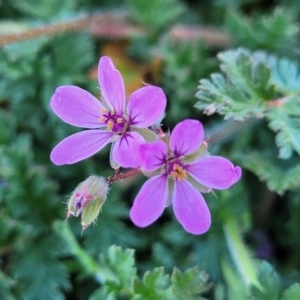 Erodium cicutarium at Dry Plain, NSW - 25 Sep 2022 11:37 AM