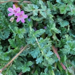 Erodium cicutarium at Dry Plain, NSW - 25 Sep 2022 11:37 AM