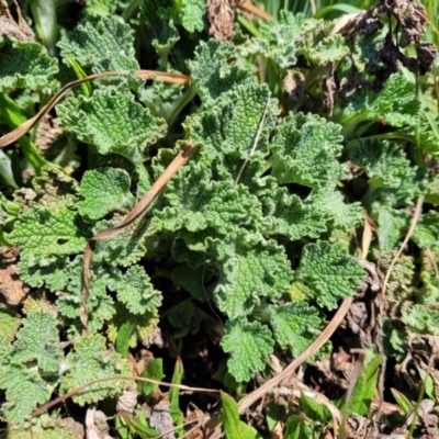 Marrubium vulgare (Horehound) at Dry Plain, NSW - 25 Sep 2022 by trevorpreston