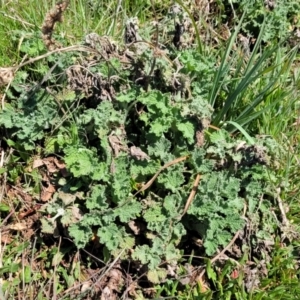 Marrubium vulgare at Dry Plain, NSW - 25 Sep 2022