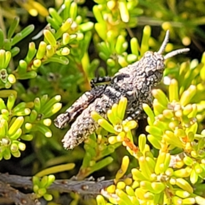 Acrididae sp. (family) (Unidentified Grasshopper) at Dry Plain, NSW - 25 Sep 2022 by trevorpreston