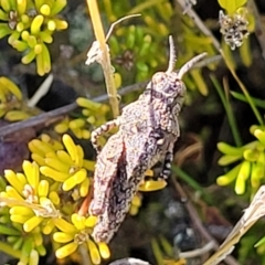 Acrididae sp. (family) at Dry Plain, NSW - 25 Sep 2022