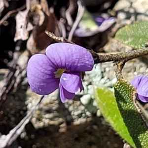 Hovea heterophylla at Dry Plain, NSW - 25 Sep 2022 11:22 AM