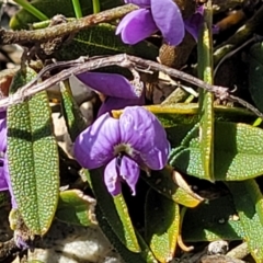 Hovea heterophylla at Dry Plain, NSW - 25 Sep 2022