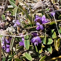 Hovea heterophylla at Dry Plain, NSW - 25 Sep 2022 11:22 AM