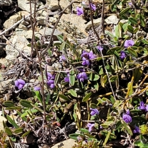 Hovea heterophylla at Dry Plain, NSW - 25 Sep 2022 11:22 AM