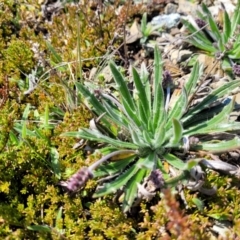 Plantago hispida (Hairy Plantain) at Top Hut TSR - 25 Sep 2022 by trevorpreston