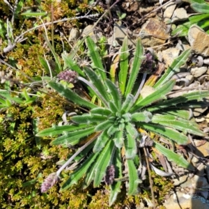 Plantago hispida at Dry Plain, NSW - 25 Sep 2022