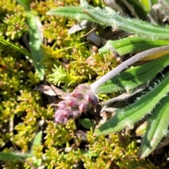 Plantago hispida at Dry Plain, NSW - 25 Sep 2022