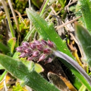 Plantago hispida at Dry Plain, NSW - 25 Sep 2022