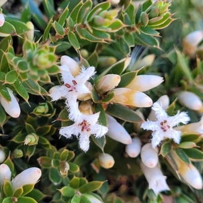 Leucopogon fraseri (Sharp Beard-heath) at Top Hut TSR - 25 Sep 2022 by trevorpreston