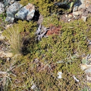 Leucopogon fraseri at Dry Plain, NSW - 25 Sep 2022