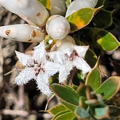 Styphelia nesophila (Sharp Beard-heath) at Dry Plain, NSW - 25 Sep 2022 by trevorpreston