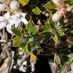 Leucopogon fraseri at Dry Plain, NSW - 25 Sep 2022