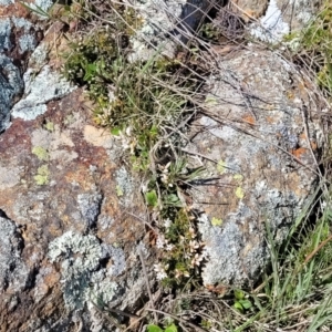 Leucopogon fraseri at Dry Plain, NSW - 25 Sep 2022