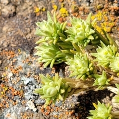 Scleranthus diander (Many-flowered Knawel) at Top Hut TSR - 25 Sep 2022 by trevorpreston
