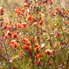 Dillwynia sp. Yetholme (P.C.Jobson 5080) NSW Herbarium at Mount Taylor - 25 Sep 2022 by MatthewFrawley