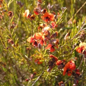 Dillwynia sp. Yetholme (P.C.Jobson 5080) NSW Herbarium at Kambah, ACT - 25 Sep 2022