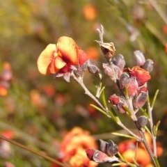 Dillwynia sp. Yetholme (P.C.Jobson 5080) NSW Herbarium at Kambah, ACT - 25 Sep 2022 02:26 PM