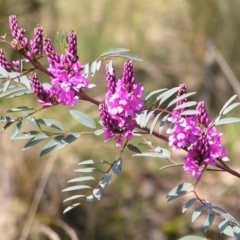 Indigofera australis subsp. australis (Australian Indigo) at Mount Taylor - 25 Sep 2022 by MatthewFrawley