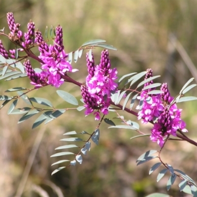 Indigofera australis subsp. australis (Australian Indigo) at Mount Taylor - 25 Sep 2022 by MatthewFrawley