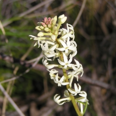 Stackhousia monogyna (Creamy Candles) at Kambah, ACT - 25 Sep 2022 by MatthewFrawley