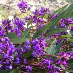 Hardenbergia violacea (False Sarsaparilla) at Kambah, ACT - 25 Sep 2022 by MatthewFrawley