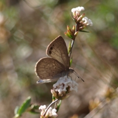 Erina hyacinthina (Varied Dusky-blue) at Mount Taylor - 25 Sep 2022 by MatthewFrawley