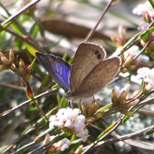 Erina hyacinthina at Kambah, ACT - 25 Sep 2022 02:49 PM